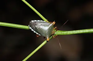False: Tropical stink bug