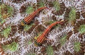 Triplefin: Tropical striped triplefin (Helcogramma striatum)