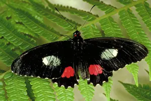 Swallowtails: Tropical Swallowtail