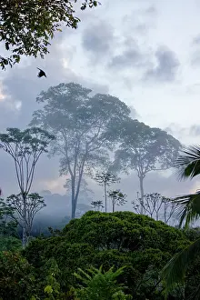 040422: Tropical Tainforest at Dawn Boco Tapada, Costa Rica LA009578