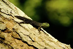 Flaviceps: Tropical Thornytail Iguana