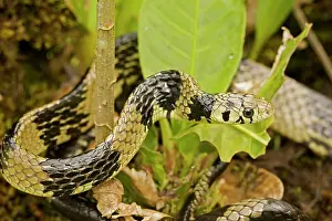 Spilotes: Tropical / Tiger Rat Snake