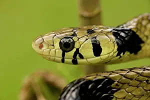 Spilotes: Tropical / Tiger Rat Snake