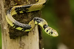 Spilotes: Tropical / Tiger Rat Snake