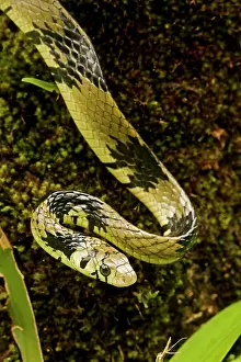 Spilotes: Tropical / Tiger Rat Snake