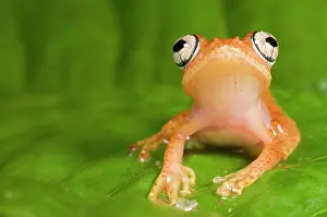 Lurch: Tropical tree frog