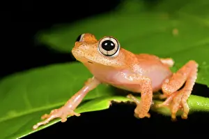 Lurch: Tropical tree frog