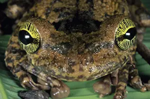 Osteocephalus: Tropical treefrog