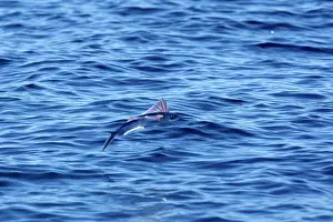 Flyingfish: Tropical two-wing flyingfish - in the strait of Gibraltar
