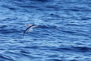 Gibraltar: Tropical two-wing flyingfish - in the strait of Gibraltar