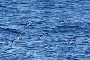 Gibraltar: Tropical two-wing flyingfish - in the strait of Gibraltar