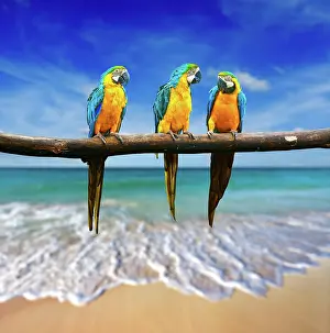 Loneliness: Tropical vacation concept, three parrots (Blue-and-Yellow
