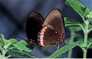 Insekten: Tropischer Schmetterling, Costa Rica, -Tropical butterfly