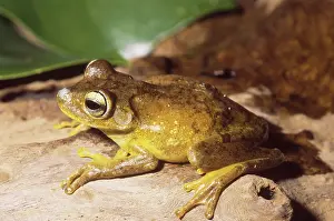 Tanzanian: Troschel's Treefrog (Hyla calcarata)