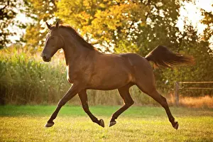 Trotting: Trotter, gelding, stallion, trotting in meadow