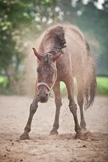 Shaking: Trotter, mare, shaking off after rolling