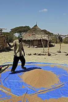 Trotter: Trotter / Teff - Annual bunch grass specific to Ethiopia