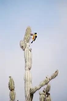 Icterus: Troupial on cactus