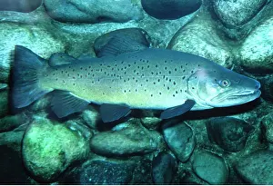 Trout: TROUT