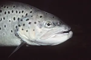 Martin Beames: TROUT - close up of head, freshwater