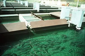 Shoals: Trout Fish Farm