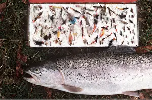 Hobbies: TROUT Fishing - Rainbow trout by flies