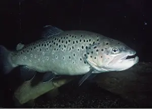 Martin Beames: TROUT - freshwater