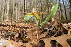 Americanum: Trout Lily