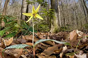 Americanum: Trout Lily
