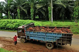 Oilpalm: Truck with oilpalm fruits - oil palm plantation