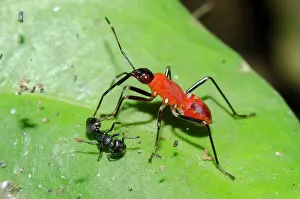 Attack: True Bug attacking Black Weaver Ant