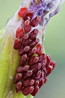 Stacking: True bug eggs on a wild flower, they allways lay