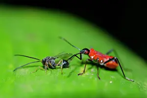Hexapoda: True Bug with Eucharatid Wasp prey