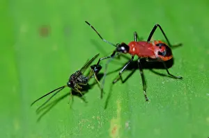 Hexapoda: True Bug with Eucharatid Wasp prey