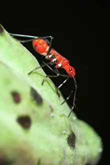 150419: True Bug - Klungkung, Bali, Indonesia