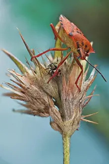 Stacking: A true bug with its nymph in a dried wild flower