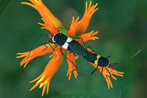 Stink: True Bug / Stink Bug, mating, on yellow flower
