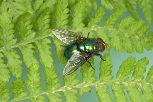 Blowflies: True Greenbottle Fly / Blowfly - sunning itself