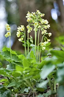 Primula: True Oxlip