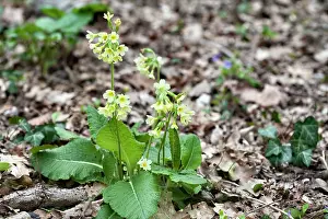 Primula: True Oxlip