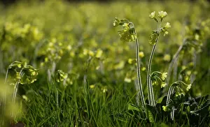 Flevoland: True Oxlip