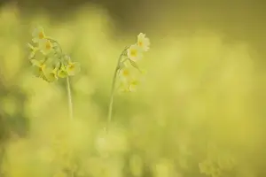 Flevoland: True Oxlip