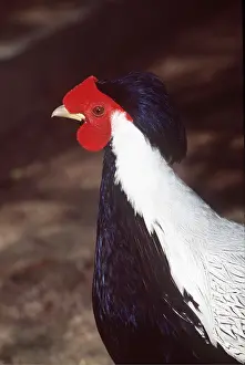 Crests: TRUE SILVER PHEASANT - male, close-up of head