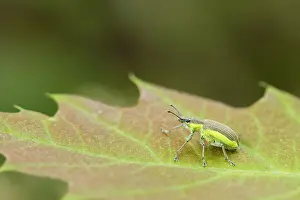 Drentsche: True Weevil