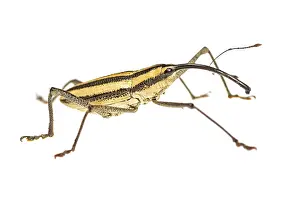 Augustin Esmoris: True weevil (Curculionidae) isolated on a white