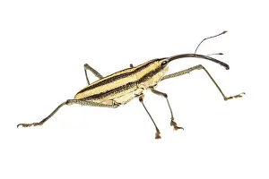 Augustin Esmoris: True weevil (Curculionidae) isolated on a white background