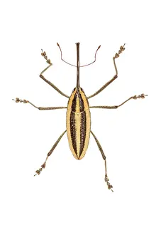 Augustin Esmoris: True weevil (Curculionidae) isolated on a white background