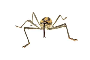 Augustin Esmoris: True weevil (Curculionidae) isolated on a white background