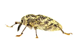 Augustin Esmoris: True weevil (Curculionidae) isolated on a white background