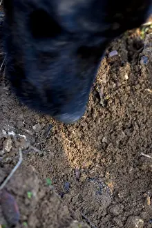 Pleasant: Truffle Dog discovering a Black Truffle Provence France